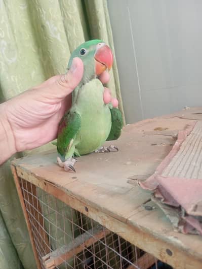 Raw Parrot Tame chiks