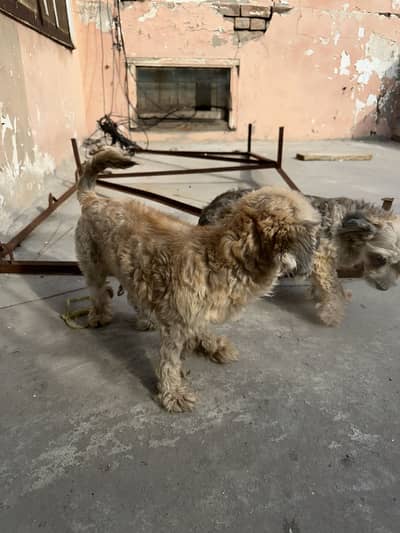 Shih tzu dog pair  for sale
