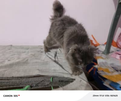 pershion cat ha