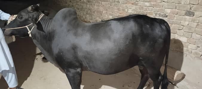 Healthy male cow for sale