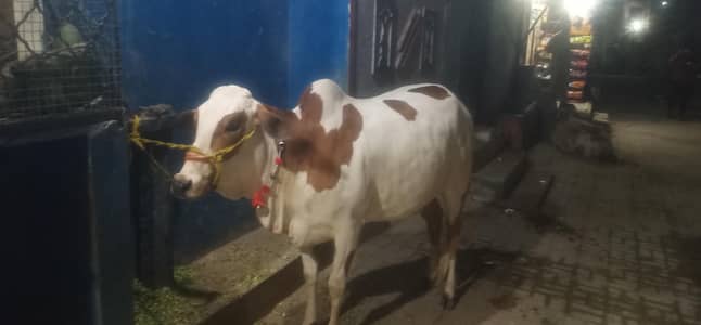 cow Bachya