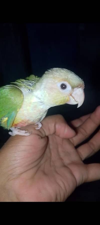 love birds