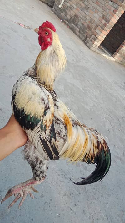White Sawa Jawa murgha