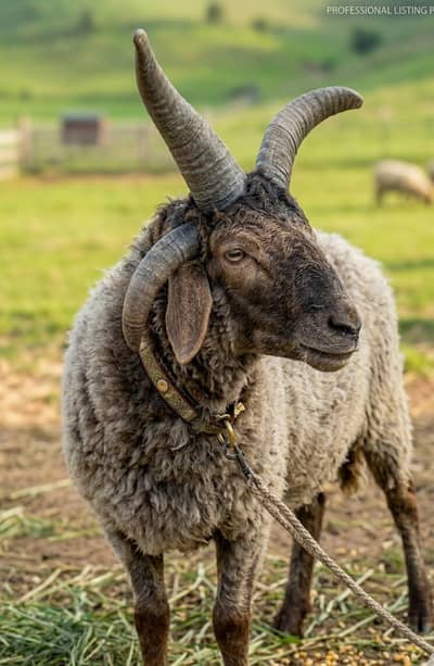 Rare 4 Horns RAM – Special for Animal Lovers & Hobby Farmers