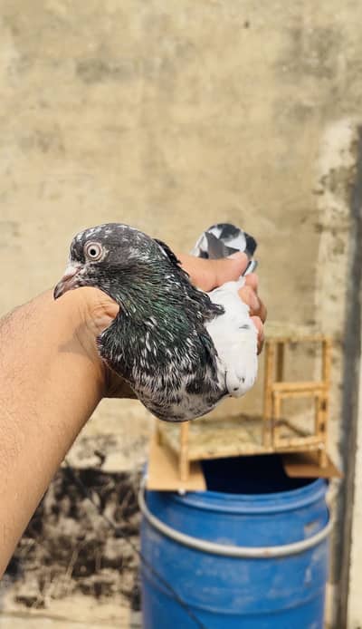 High flying pigeons male female urgent sales
