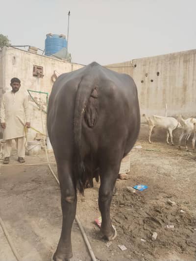 Ravi buffalo