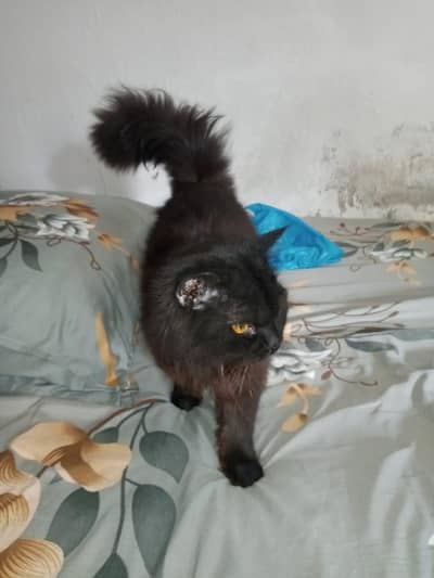 black female Persian