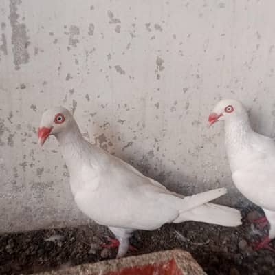 danish breeder pairs with eggs for sale
