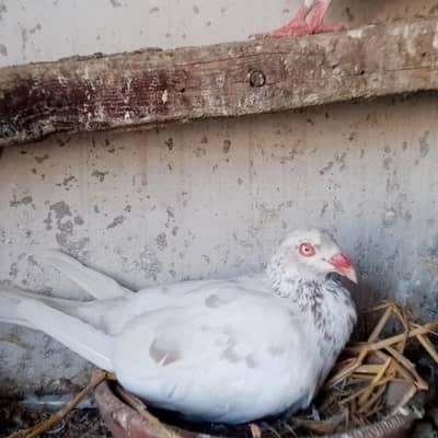 danish breeder pair with eggs for sale