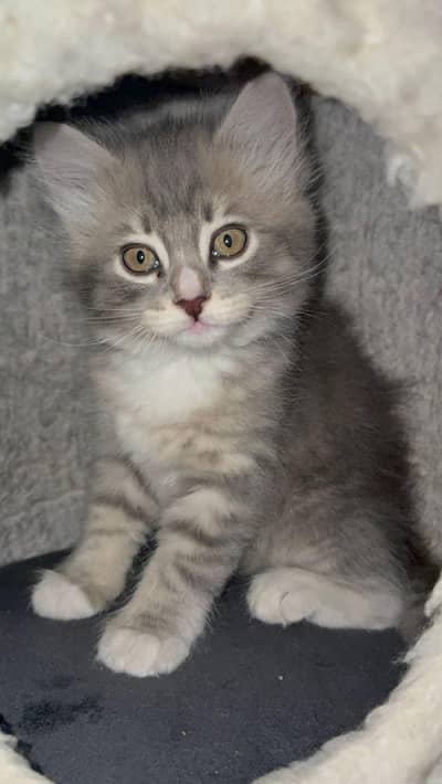 Persian cat rare color