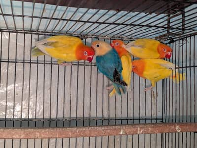 Blue And Green Split Pale Fellow Home Breed Lovebirds Urgent sale