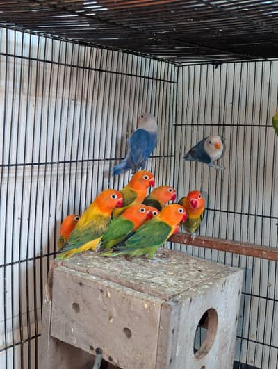 Split Pale Fellow Opaline Mango head Home Breed Urgent sale