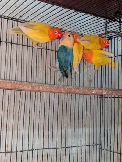 Mango Head Split Pale Fellow Opaline Home Breed Urgent sale
