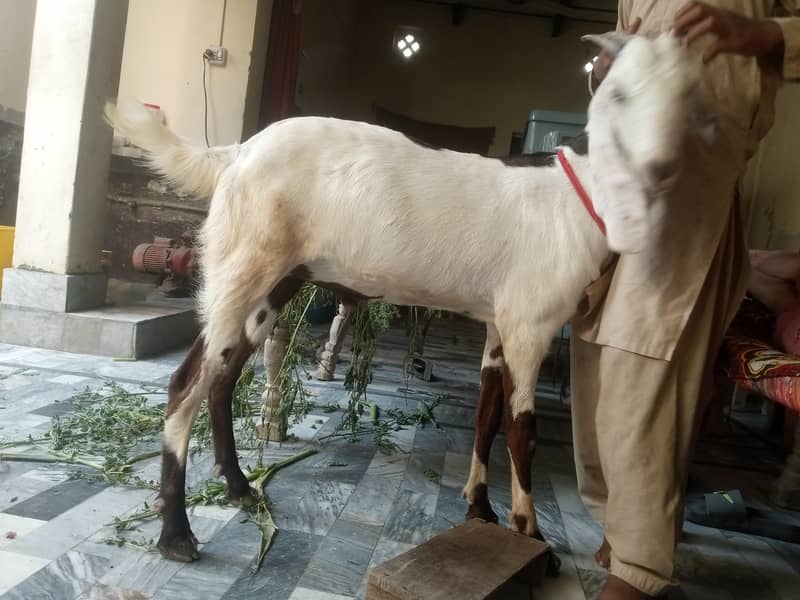 Bakra 0