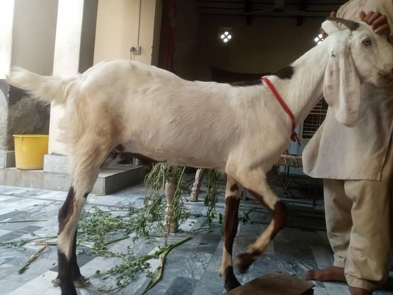 Bakra 1