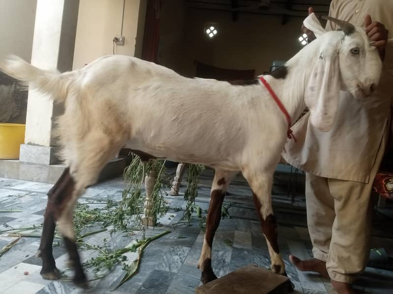 Bakra 2