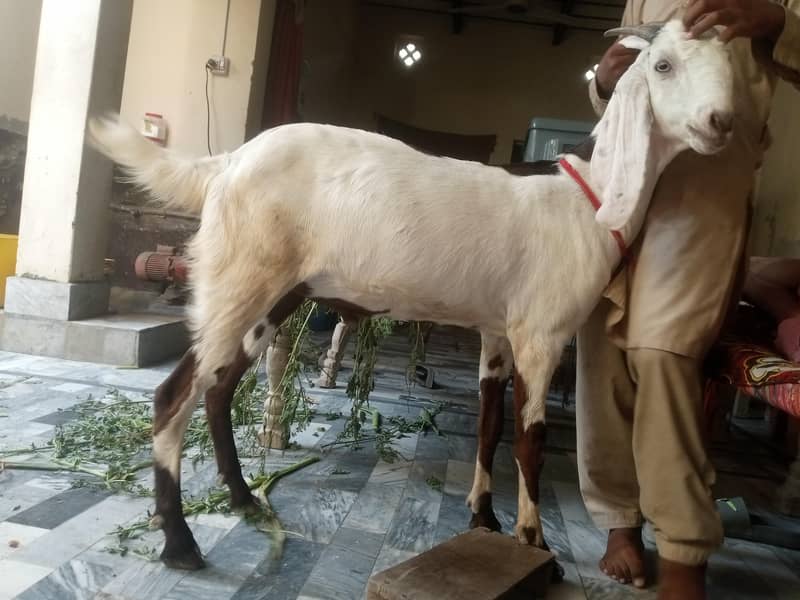 Bakra 3