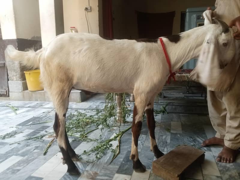 Bakra 4