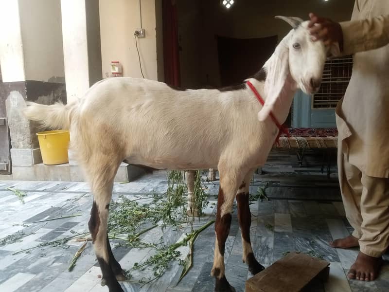 Bakra 5