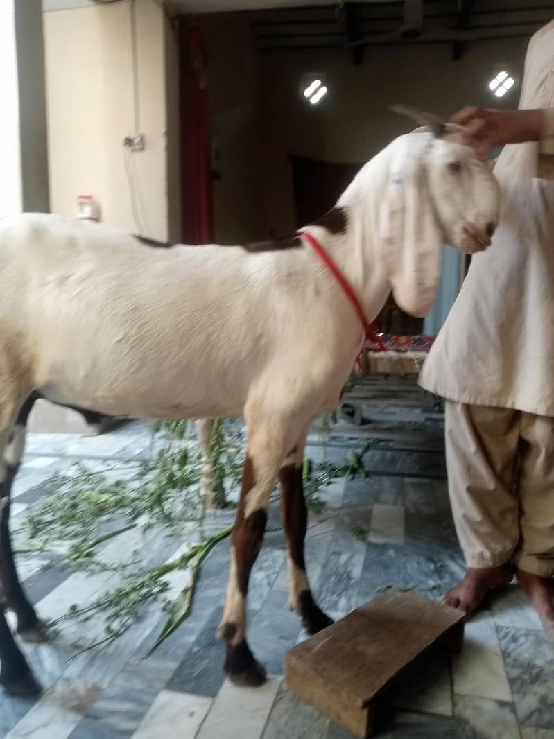 Bakra 6