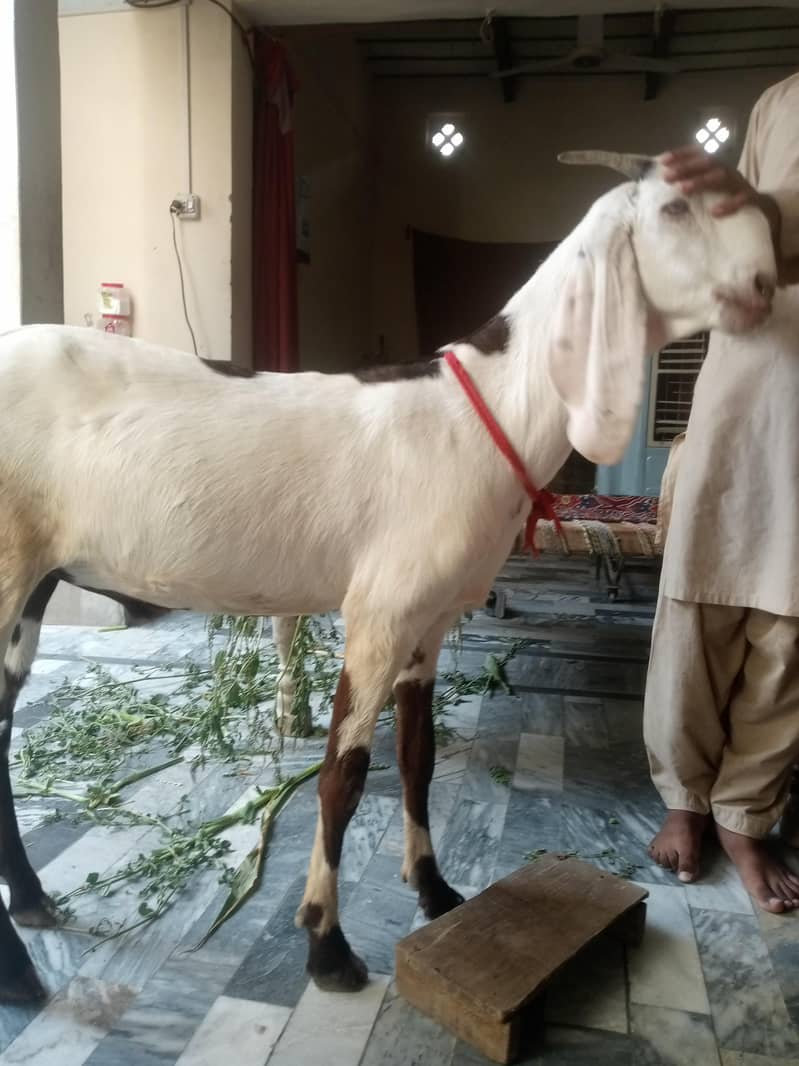 Bakra 7