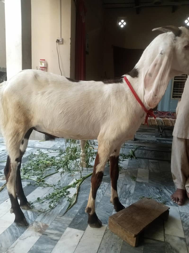 Bakra 8