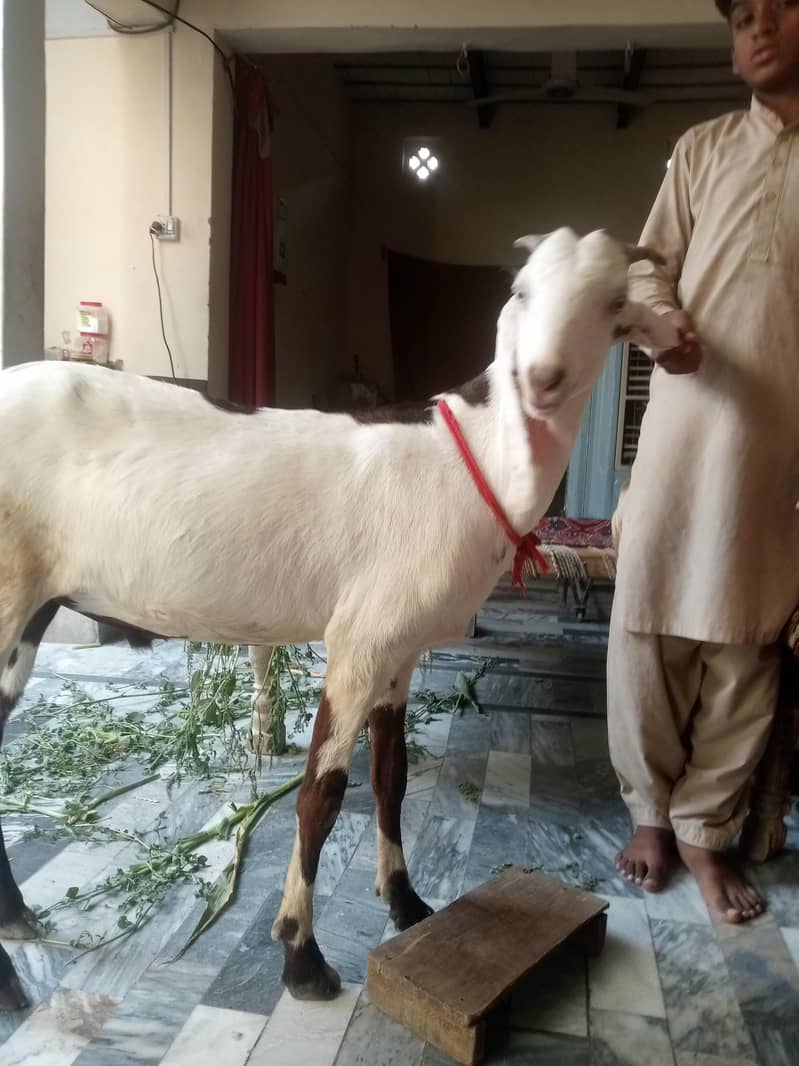 Bakra 9