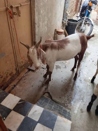 2 dant bakra