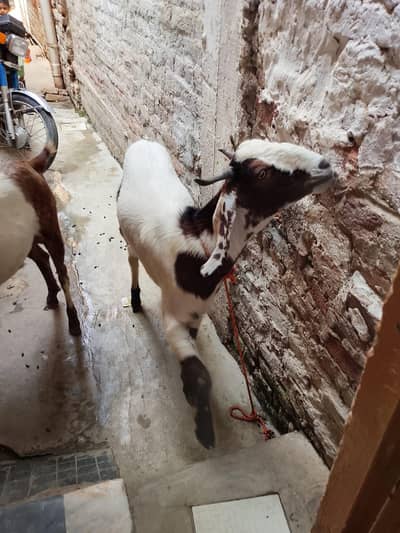 2 dant bakra