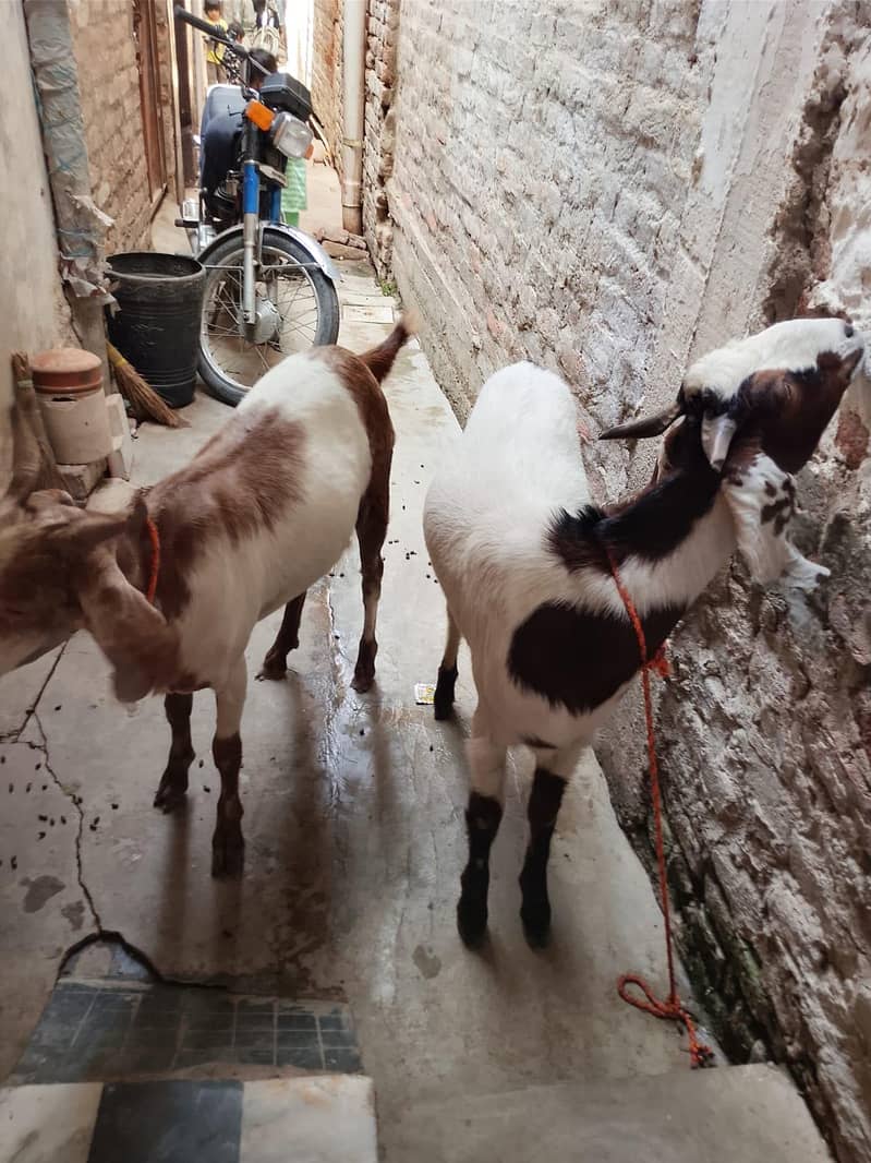 2 dant bakra 2