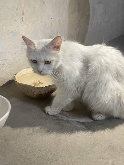 OD eyes triple coat doll face persian breeder cat