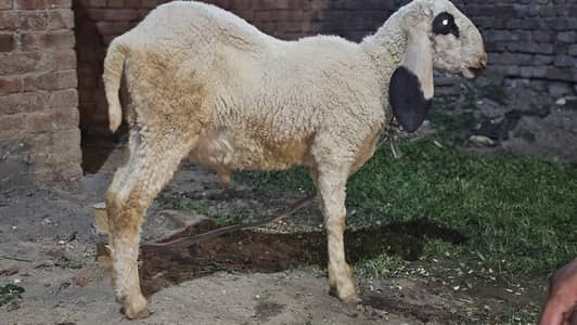Sheep Mundra