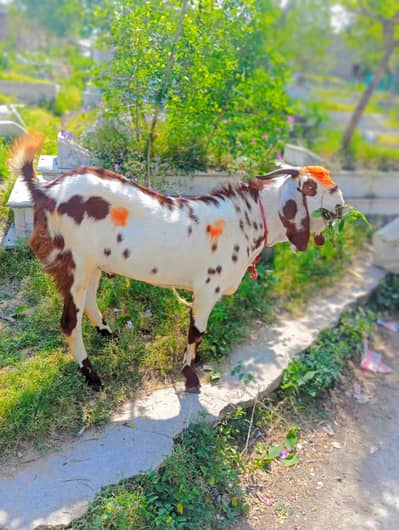 Bakra for sale  03105357652