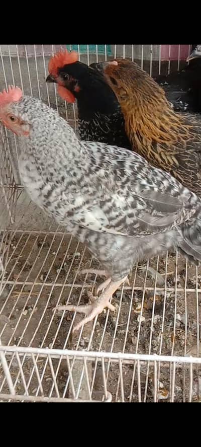 golden misri male female available