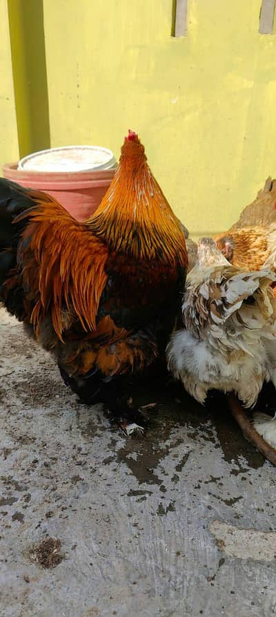 golden buff pair