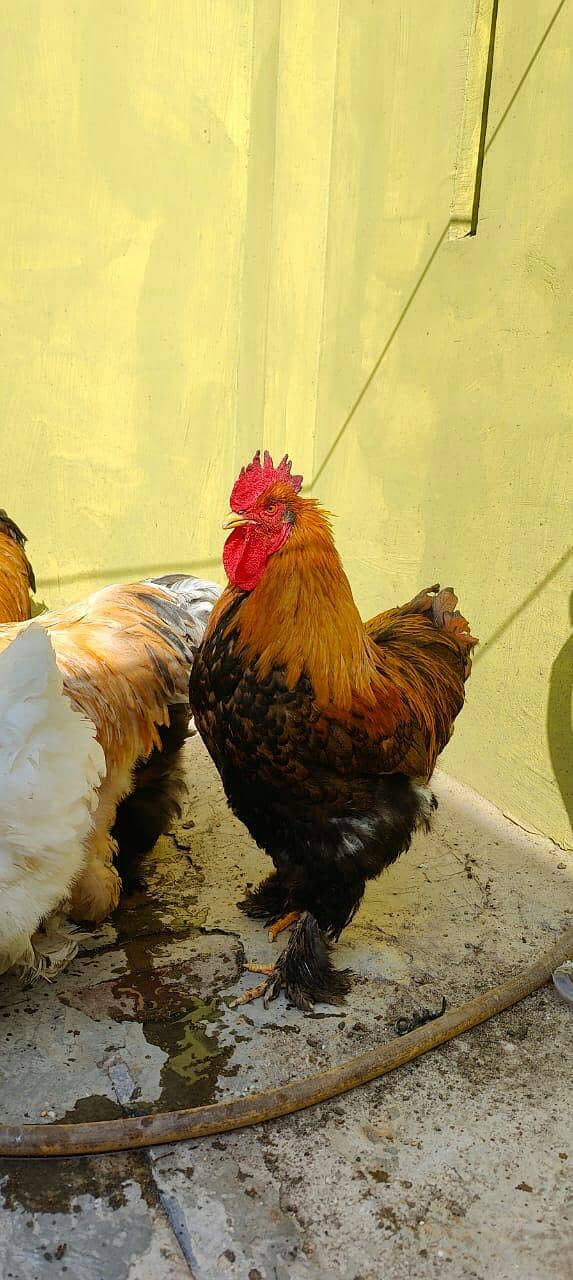 golden buff pair 1