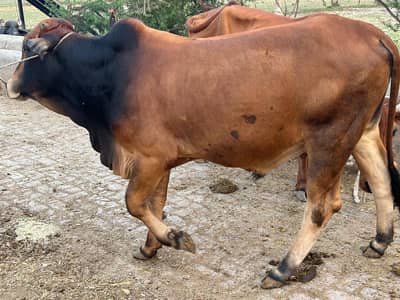 wachaa for sale
