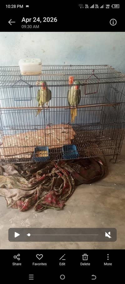 kashmiri rah parrot