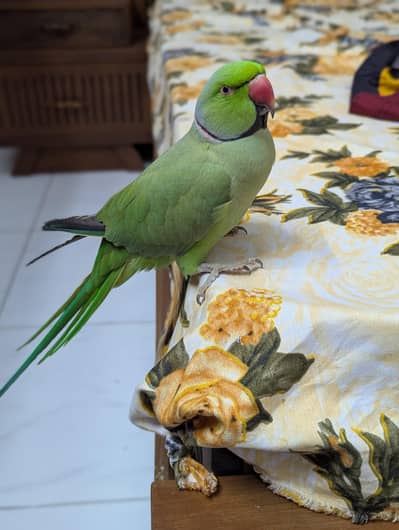 Ringneck male parrot