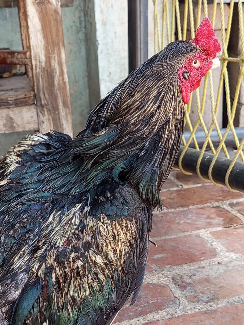 java aseel for sale 0