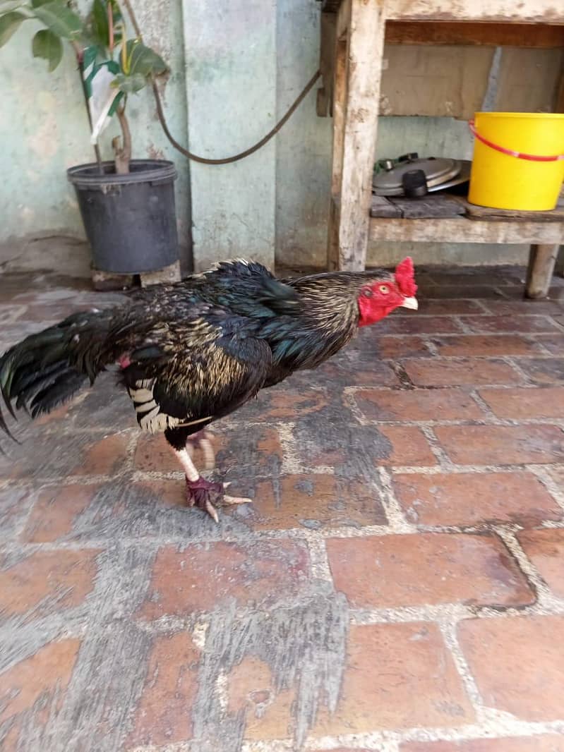 java aseel for sale 3
