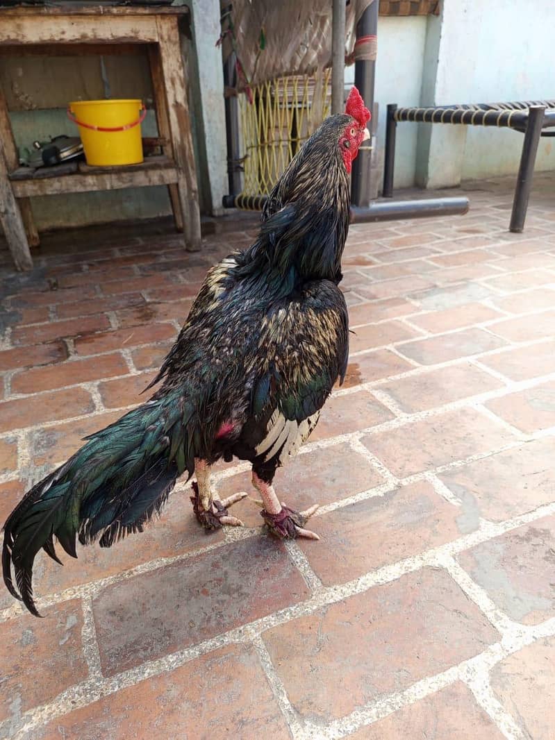 java aseel for sale 4