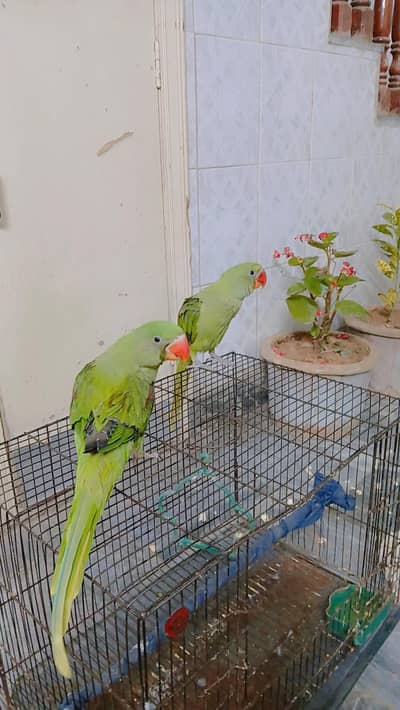 Raw Parrots