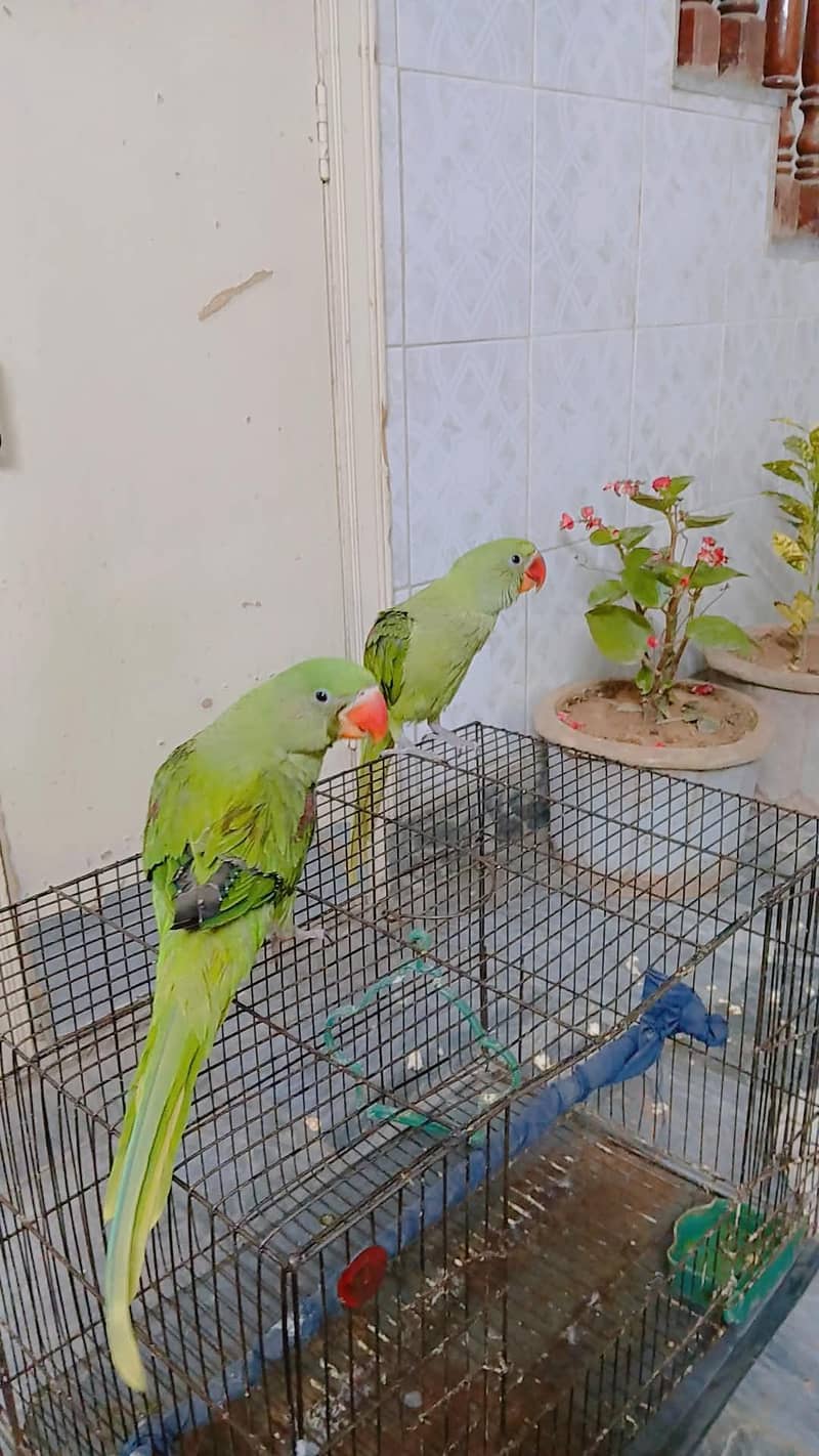Raw Parrots 0