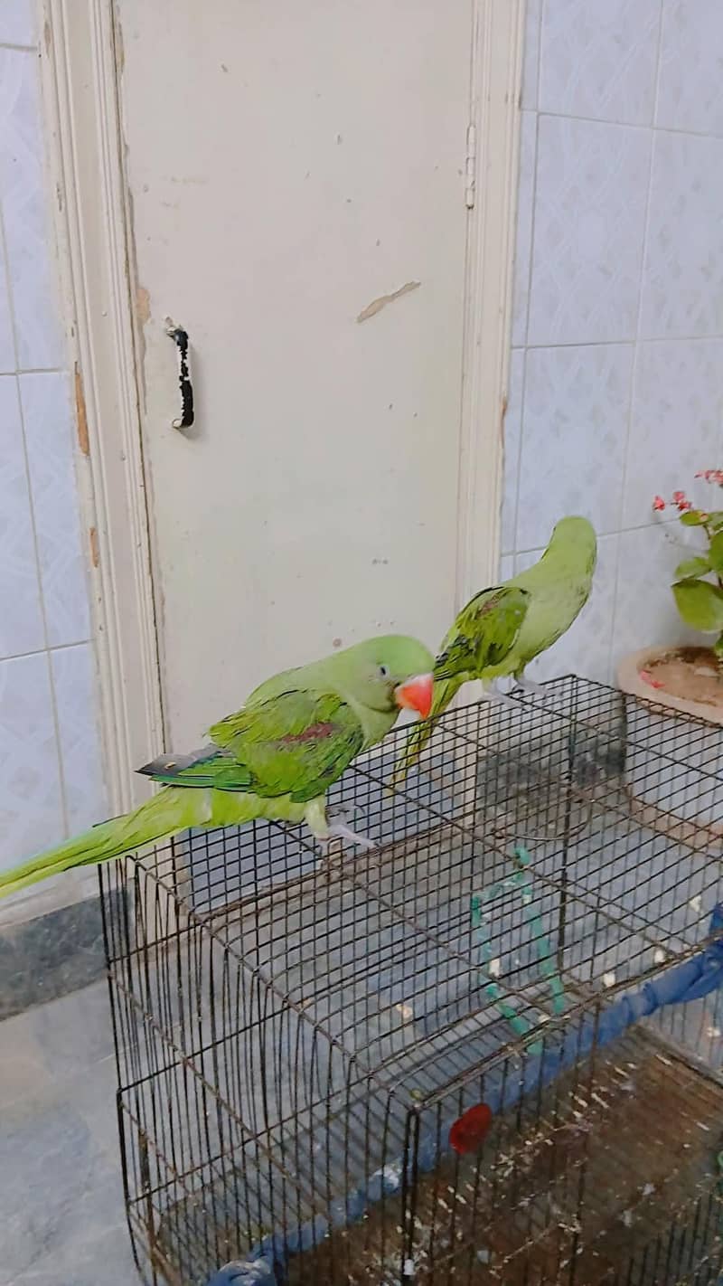 Raw Parrots 1