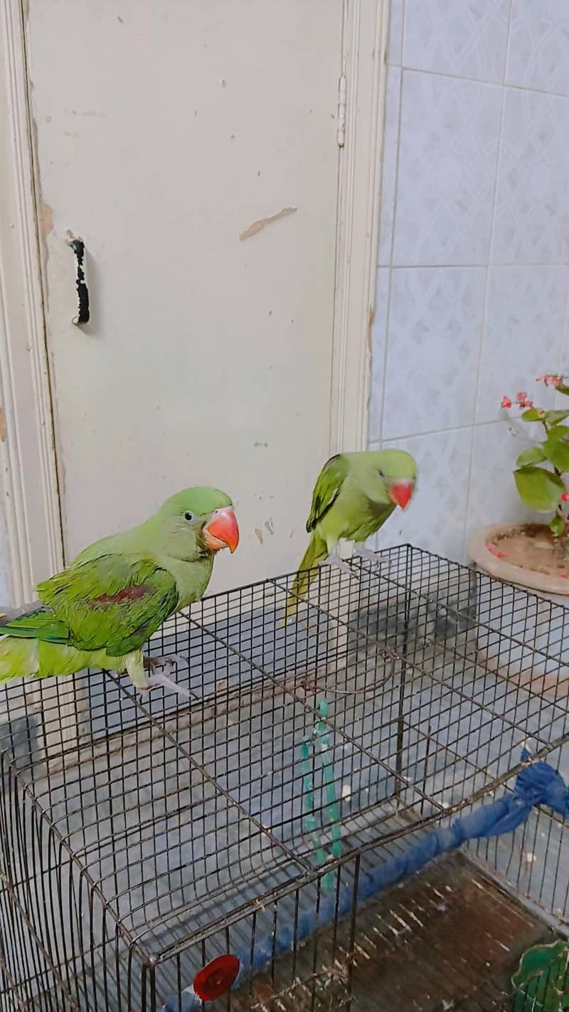 Raw Parrots 2