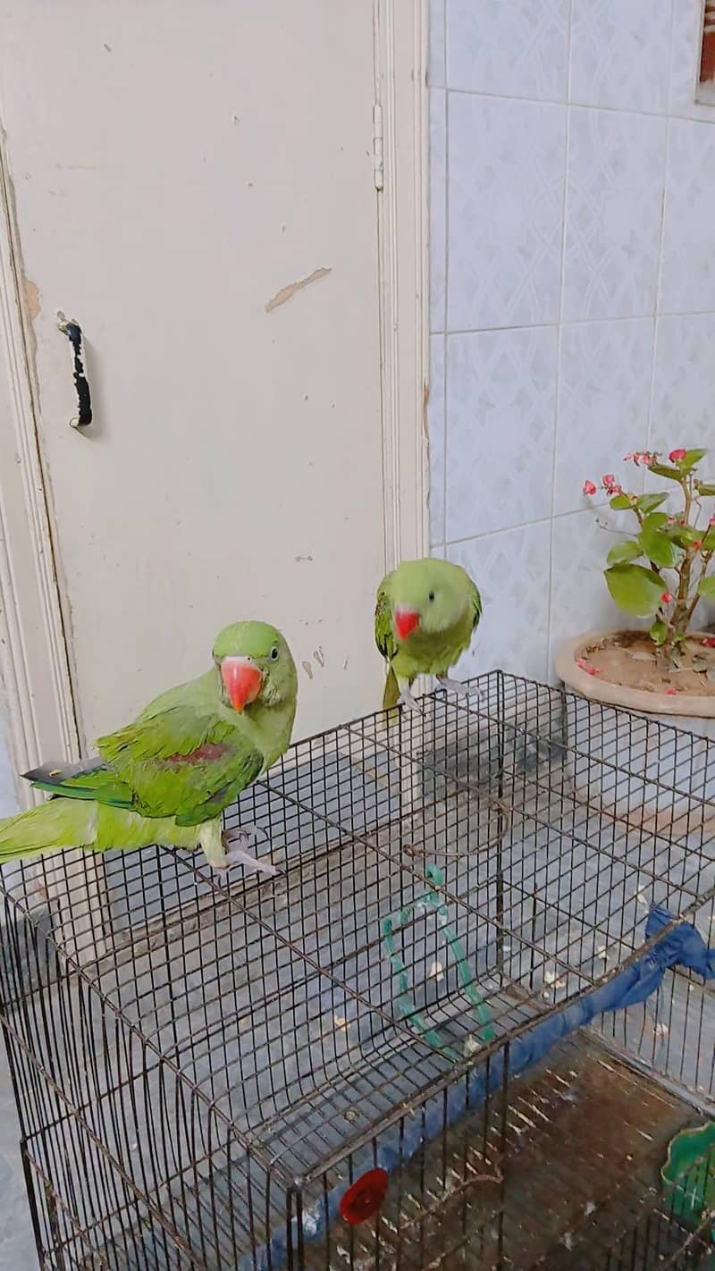 Raw Parrots 3