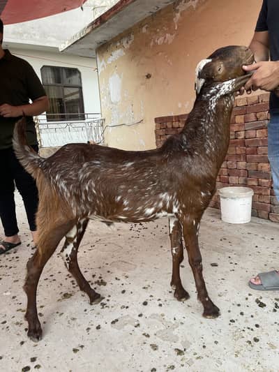 Goats for sale