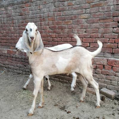 bakary for sale in Lahore