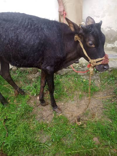 bachra for sale qurbani KY liya